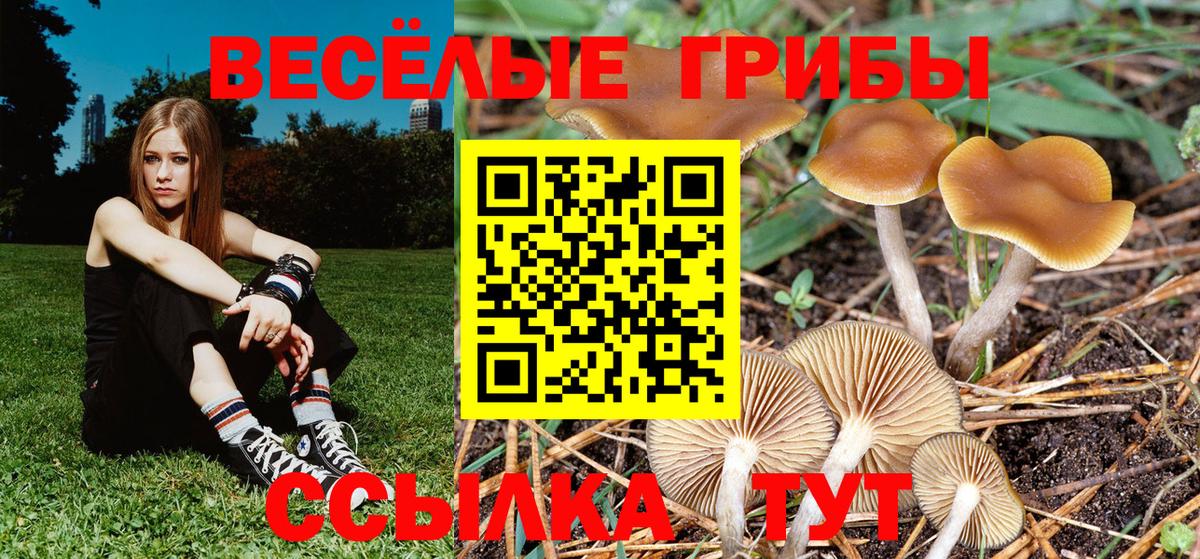 Псилоцибиновые грибы GOLDEN TEACHER  Вход с VPN  купить   Псилоцибиновые грибы MAGIC MUSHROOMS  Дедовск 